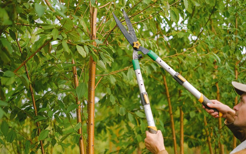 Tree trimming in Geneva, ID