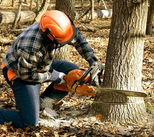 Tree Removal in Geneva, ID